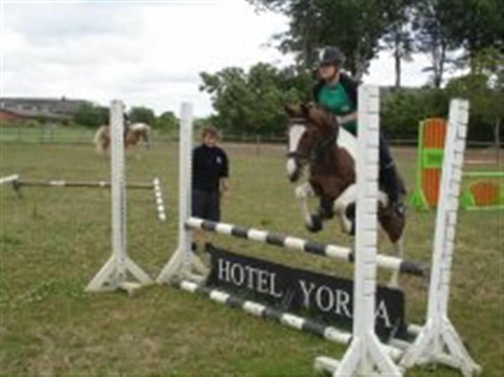 Pinto La-Chris Vesterlund - Cecilie springer på min lille chrid. for et år siden :) billede 19