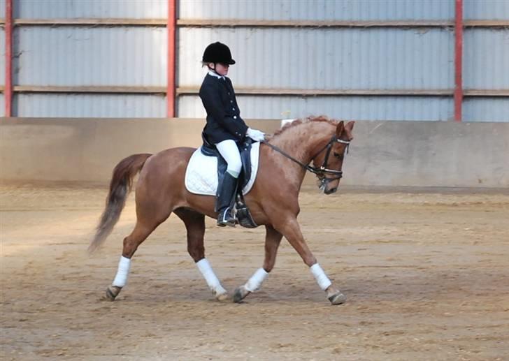 Anden særlig race Baloo - påskestævne på stutteri nørgaard - rytter Emma  billede 16