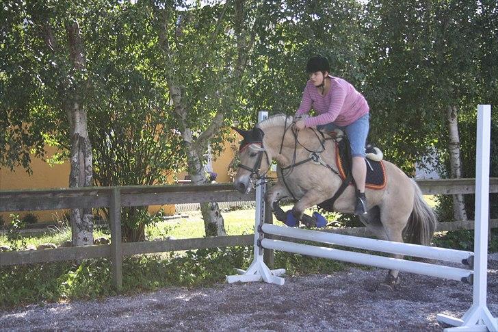 Fjordhest Luffe - ikke lige min ridetøj dag billede 9
