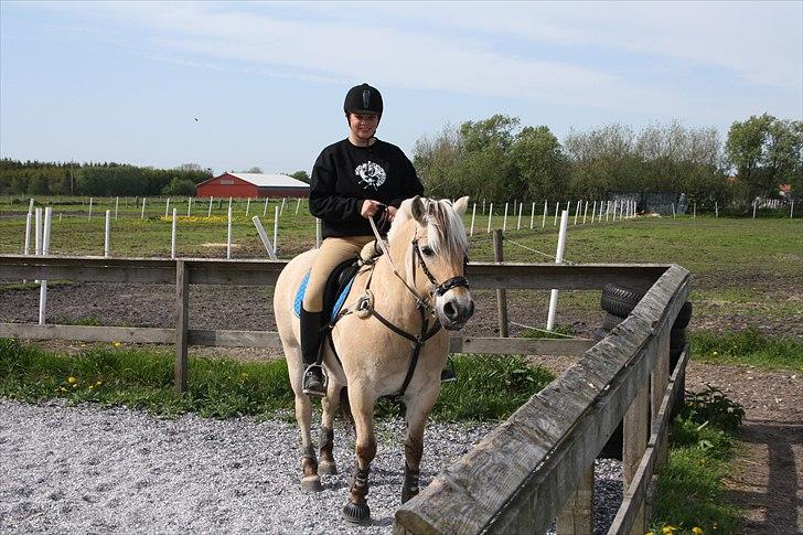 Fjordhest Luffe - spring sommer 2010 billede 10