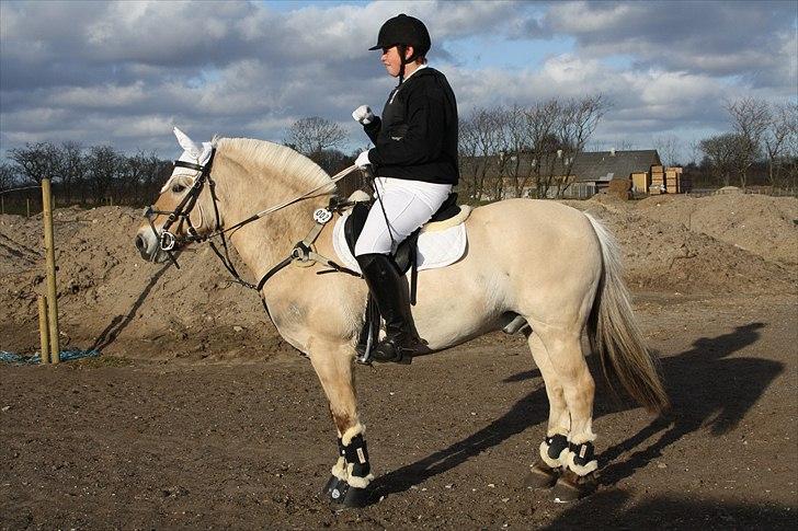 Fjordhest Luffe - venter på vores tur stævne i 2010 billede 11