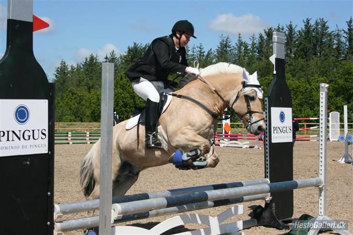 Fjordhest Luffe - dm klasse 09 70 cm billede 12