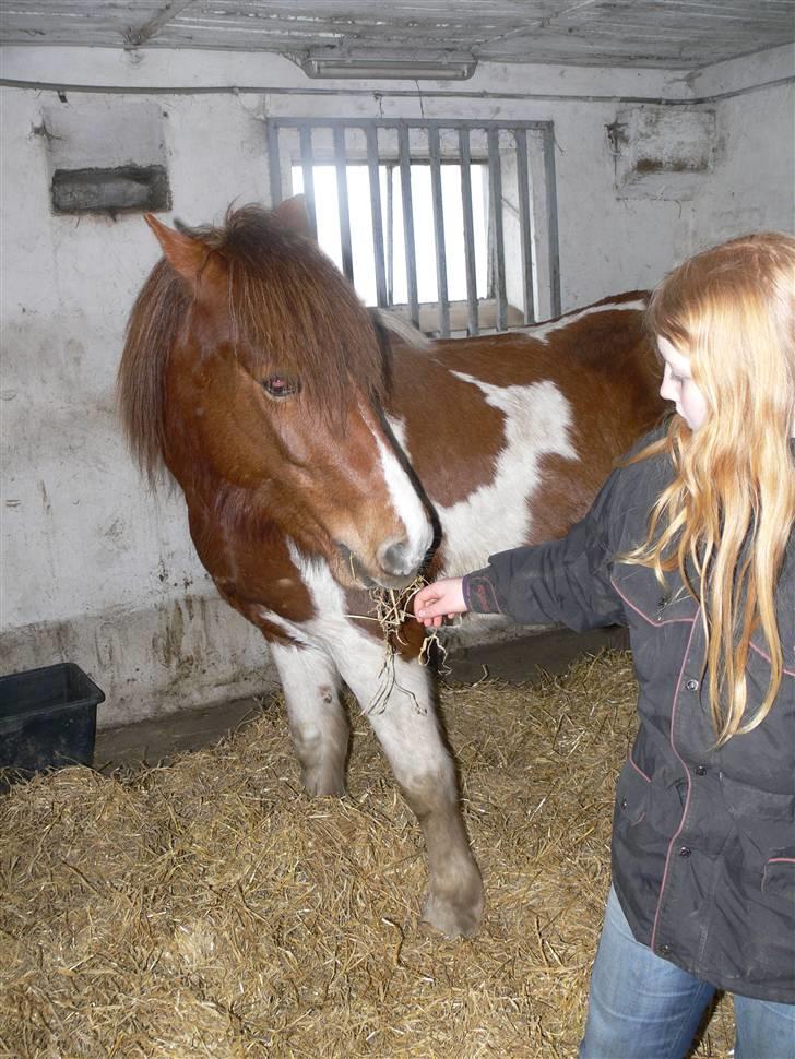 Anden særlig race Shela billede 12
