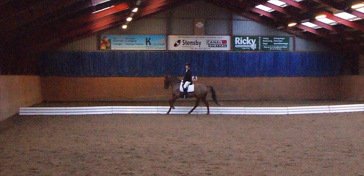 New Forest Simba  - Simba og jeg til stævne i en LA1.  Foto: Ole Hansen. billede 11