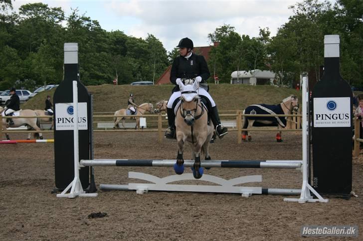 Fjordhest Luffe - dm klasse 09 70 cm billede 13