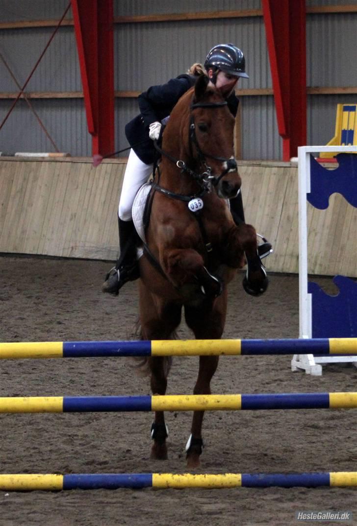 New Forest Simba  - Simbabassen og jeg til c-stævne. Foto: Anne Krogh. billede 12