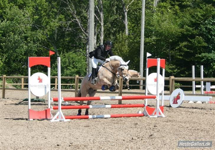 Fjordhest Luffe - dm klasse 09 70 cm billede 14