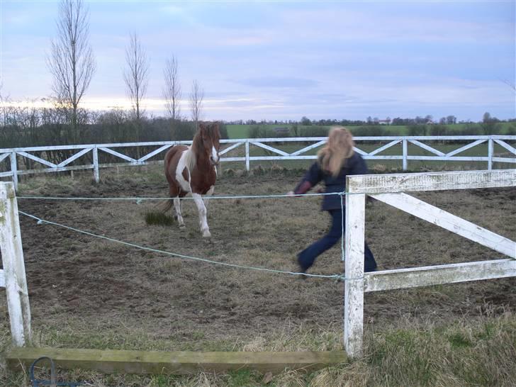 Anden særlig race Shela - Endelig, det er et meget stort skridt for hende =) Hun løber efter mig uden jeg kalder eller "tager" hende med i trække tov billede 13