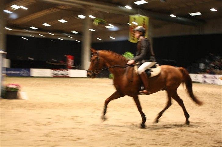 New Forest Simba  - Simba og Trine til JBK 2010.  Foto: Maria. billede 13