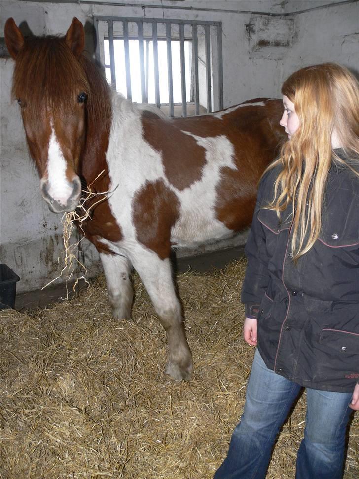 Anden særlig race Shela billede 14