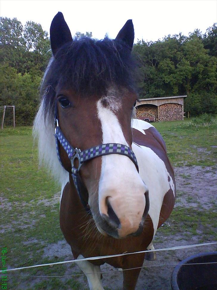 Anden særlig race Moonlight billede 1