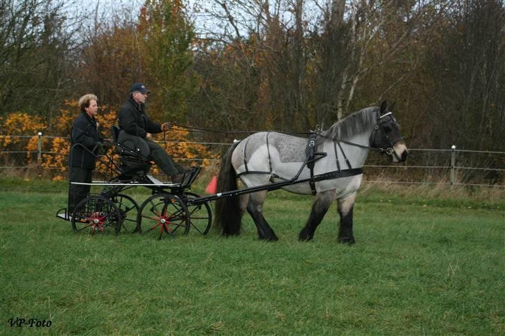 Belgier Martha af Vollerupgårde - R.I.P. d. 7.10.2014 - Fra vores løvfaldstur i 2007  billede 9