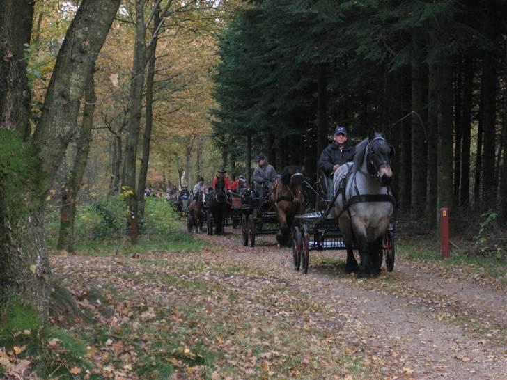 Belgier Martha af Vollerupgårde - R.I.P. d. 7.10.2014 - Fra løvfaldsturen i 2007 billede 10