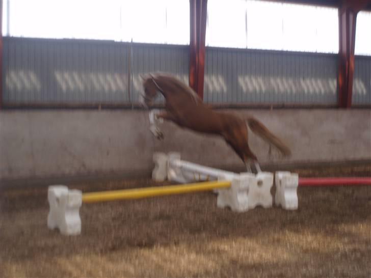 DSP Brandamens Jabari SOLGT - følle til løsspring, det var meget farligt første gang (: ´<3 hah amen over kom man <3 billede 13