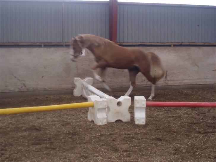 DSP Brandamens Jabari SOLGT - så dygtig han  er ´<3 billede 14