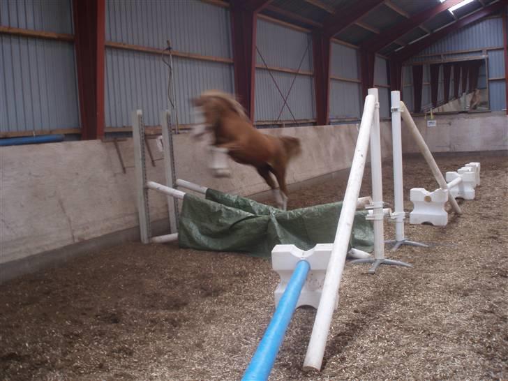 DSP Brandamens Jabari SOLGT - hop over kryds oxer´ <3 billede 16