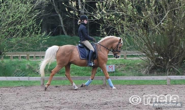 Palomino Kingsettle solidus<3  - nyt!! king min dejlige pony<3 billede 14