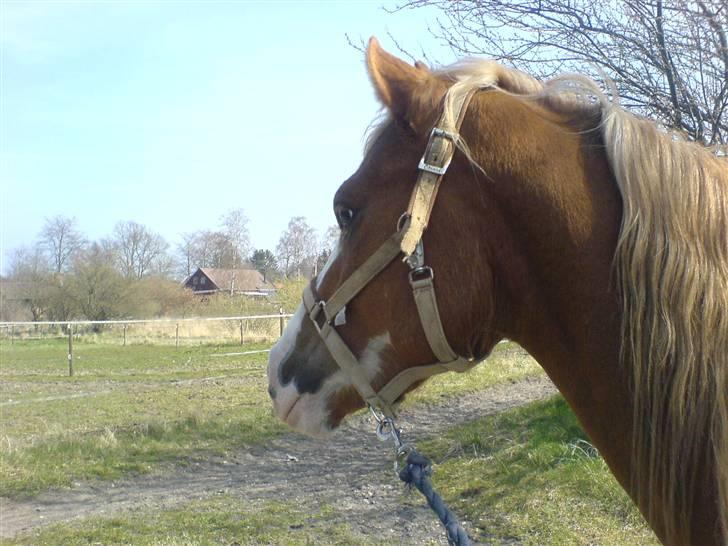 DSP Brandamens Jabari SOLGT - fordi du er en gudesmuk pony<3 billede 18