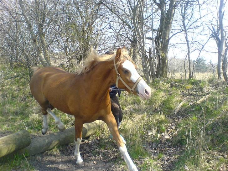 DSP Brandamens Jabari SOLGT - et lille bitte hop, over den lille trastamme <3 billede 19