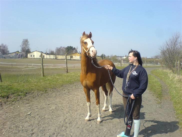 DSP Brandamens Jabari SOLGT - en hyggelig tur rundt om travbanen :* billede 20