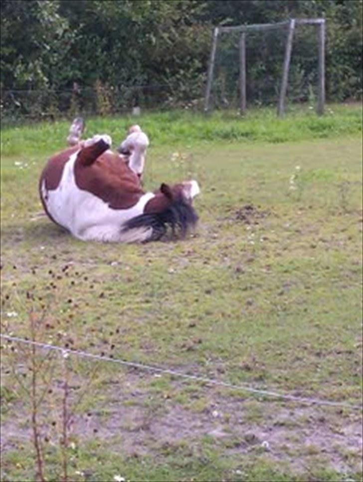 Anden særlig race Moonlight billede 2