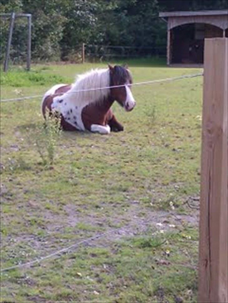 Anden særlig race Moonlight billede 3