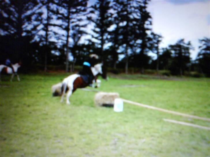 Anden særlig race Moonlight billede 4