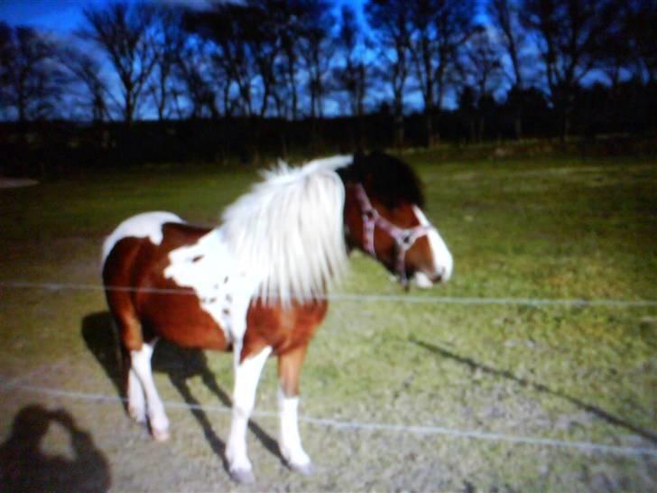 Anden særlig race Moonlight billede 5