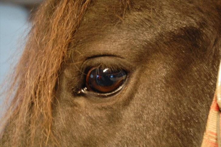 Welsh Pony (sec B) Carola *Min Bedste Ven* - Carola´s øje ;D billede 3