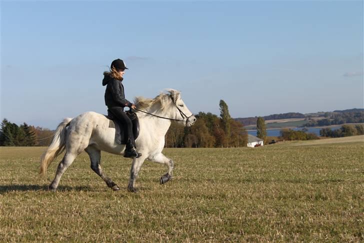 Islænder Hríma F. Fjalli - #7 Smukke Hríma på marken i tölt - 2009 billede 7