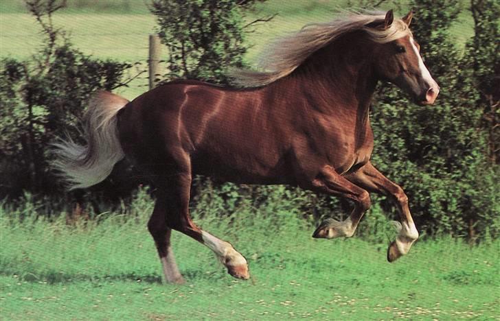 Welsh Cob (sec D) Derwen Two Rivers (R.I.P) - Rivers på en mark ved Derwen... *Billedet er lidt specielt fordi det er taget fra forsiden af en bog* billede 1