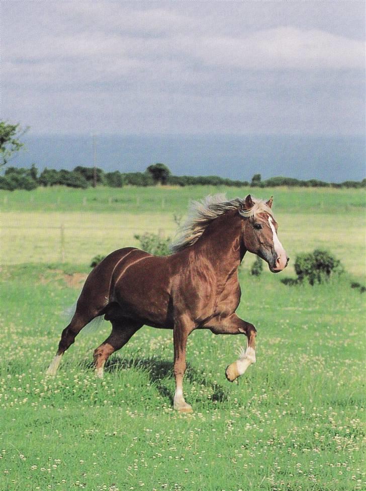 Welsh Cob (sec D) Derwen Two Rivers (R.I.P) - Billed som er inde i samme bog... billede 2