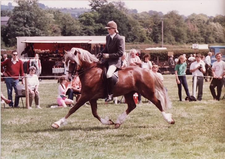 Welsh Cob (sec D) Derwen Two Rivers (R.I.P) - Brecon Show 1991 engelskrideklasse, *de vandt*=) billede 3