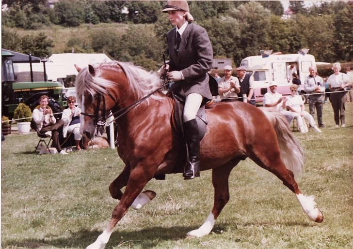 Welsh Cob (sec D) Derwen Two Rivers (R.I.P) - Hans lækre gang;) billede 4