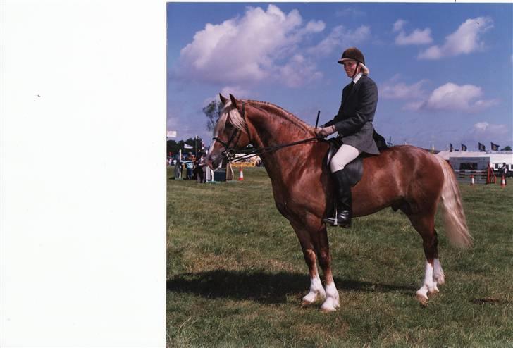 Welsh Cob (sec D) Derwen Two Rivers (R.I.P) billede 5