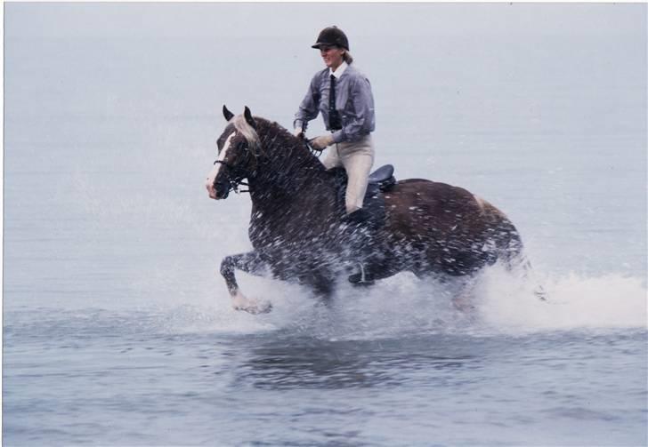 Welsh Cob (sec D) Derwen Two Rivers (R.I.P) - Ved stranden nedenfor Derwen... billede 6