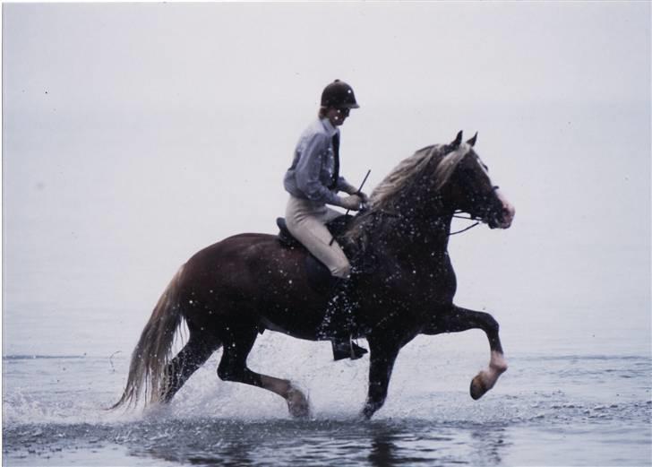 Welsh Cob (sec D) Derwen Two Rivers (R.I.P) billede 7