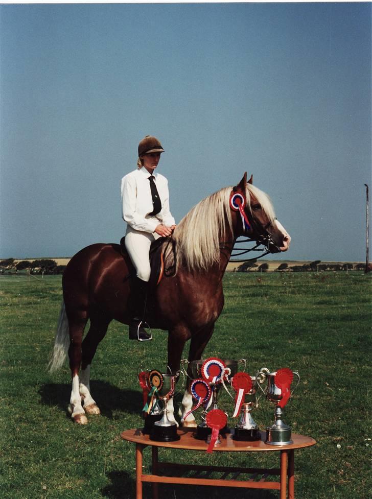 Welsh Cob (sec D) Derwen Two Rivers (R.I.P) - Det er så præmierne fra en sommer (1991) billede 9