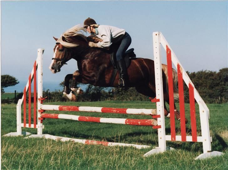 Welsh Cob (sec D) Derwen Two Rivers (R.I.P) billede 10