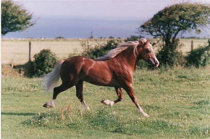 Welsh Cob (sec D) Derwen Two Rivers (R.I.P) billede 11