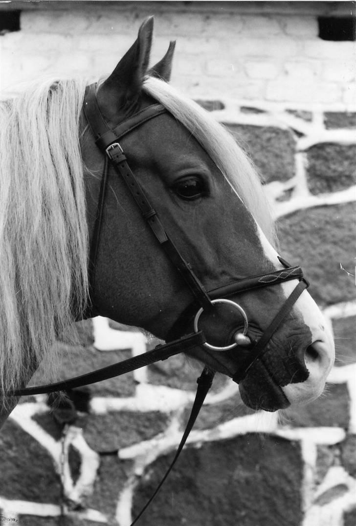 Welsh Cob (sec D) Derwen Two Rivers (R.I.P) billede 12