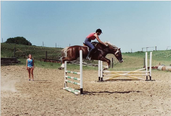Welsh Cob (sec D) Derwen Two Rivers (R.I.P) billede 13