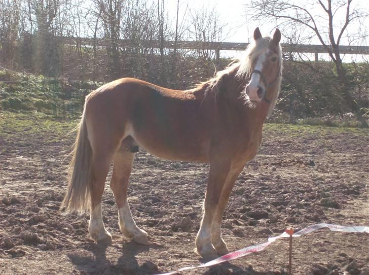 Welsh Cob (sec D) Derwen Two Rivers (R.I.P) - Sådan ser han så ud nu... 2009 billede 14