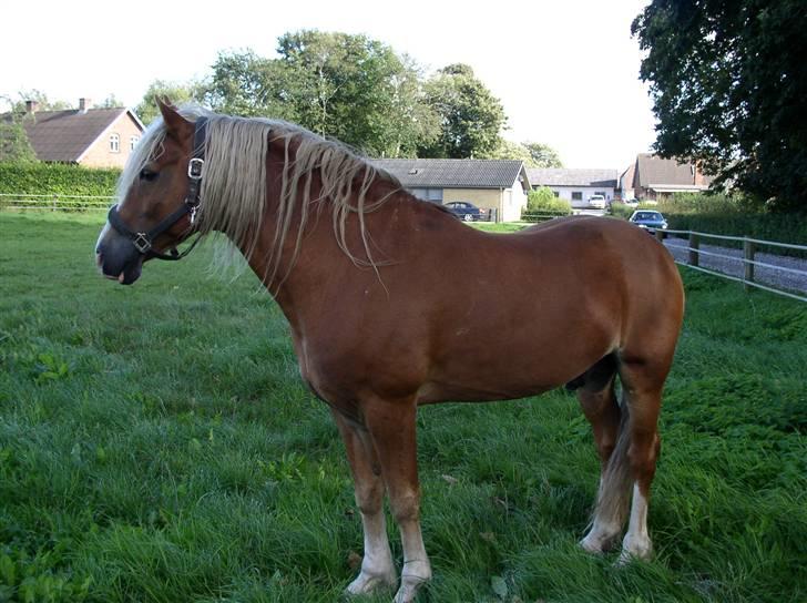 Welsh Cob (sec D) Derwen Two Rivers (R.I.P) - Sommer 07 billede 15