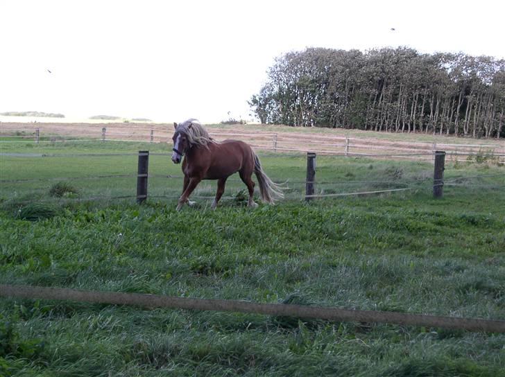 Welsh Cob (sec D) Derwen Two Rivers (R.I.P) - Sommer 07 billede 16