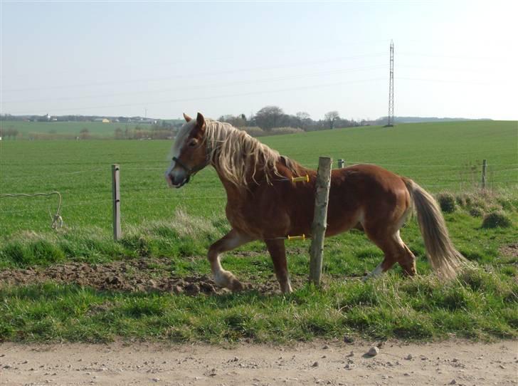 Welsh Cob (sec D) Derwen Two Rivers (R.I.P) - Almindlig dag på marken=)2009 billede 17