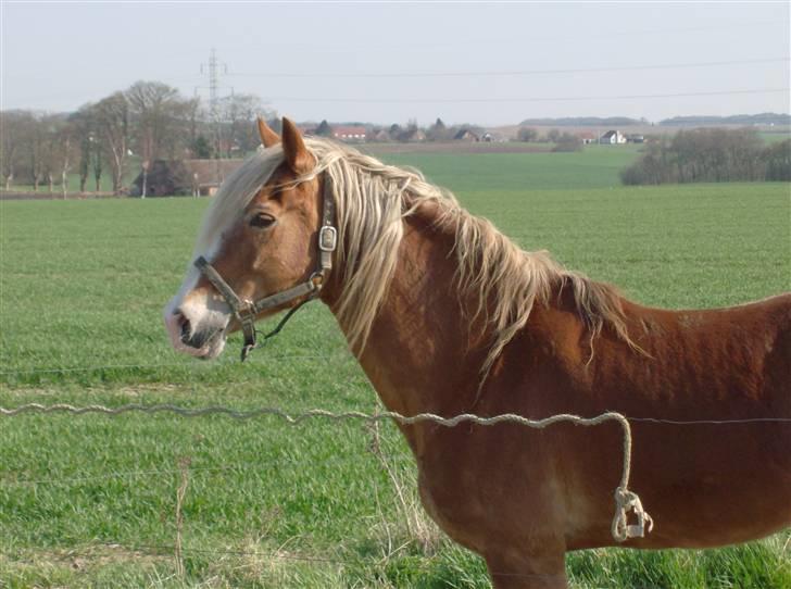 Welsh Cob (sec D) Derwen Two Rivers (R.I.P) - Sommer 09 billede 18