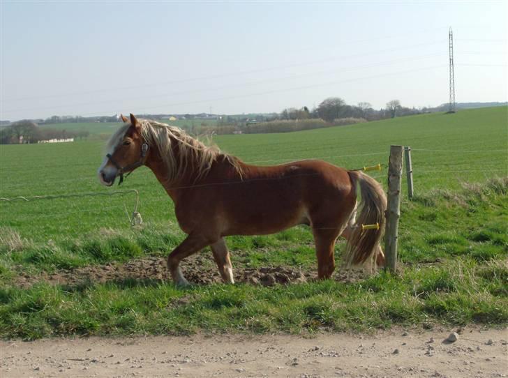 Welsh Cob (sec D) Derwen Two Rivers (R.I.P) - Sommer 09 billede 19