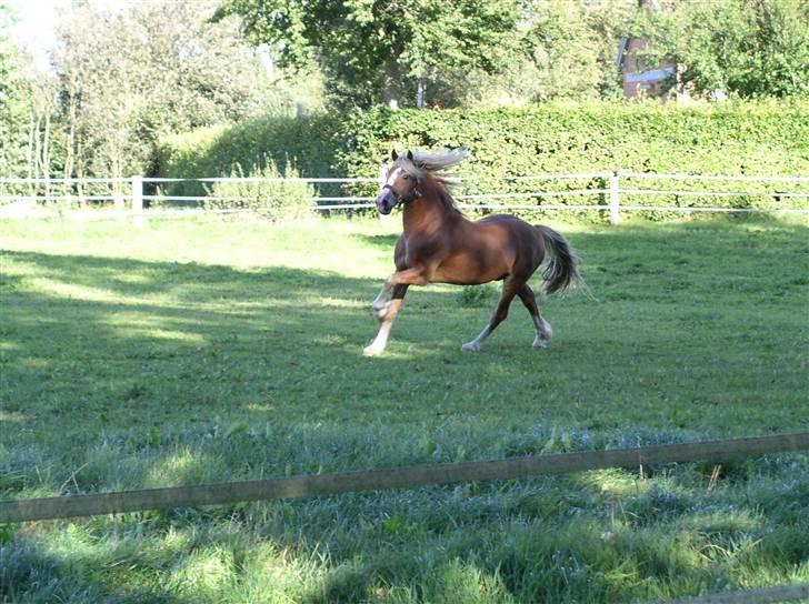 Welsh Cob (sec D) Derwen Two Rivers (R.I.P) - Sommer 07 billede 20