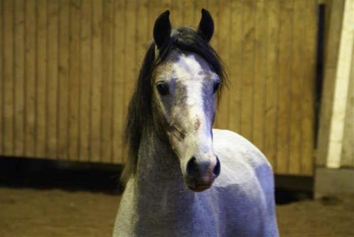 Welsh Pony (sec B) Myandor  billede 17